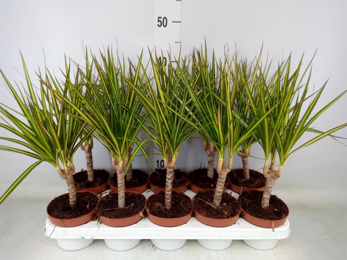 <h4>Dracaena marg. 'Sunray'</h4>