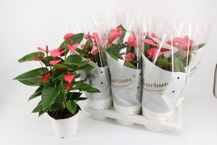 <h4>Anthu An Pink Champi</h4>