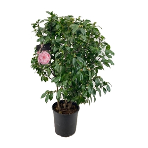 Camellia japonica