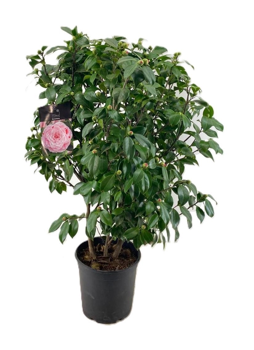 <h4>Camellia japonica</h4>