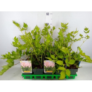 Astilbe   ...