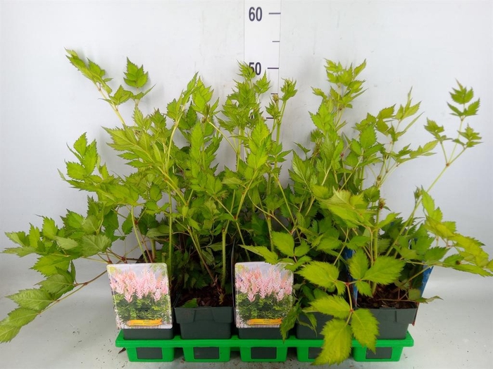 <h4>Astilbe   ...</h4>