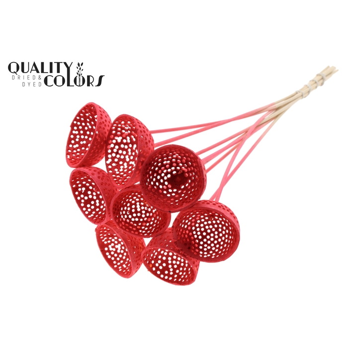 <h4>Bell Cup Jali on stem Intense Coral</h4>