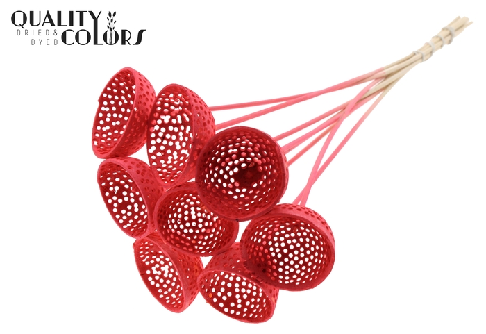 Bell Cup Jali on stem Intense Coral