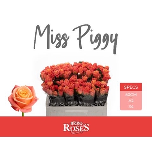R Gr Miss Piggy A2