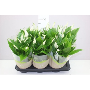 Spathiphyllum Chopin Schaal