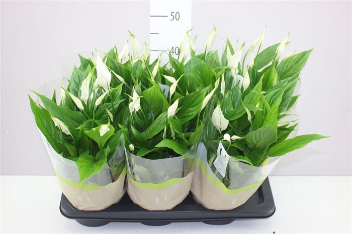 <h4>Spathiphyllum Chopin Schaal</h4>