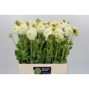 DAHLIA  'REYCROFT JAN'