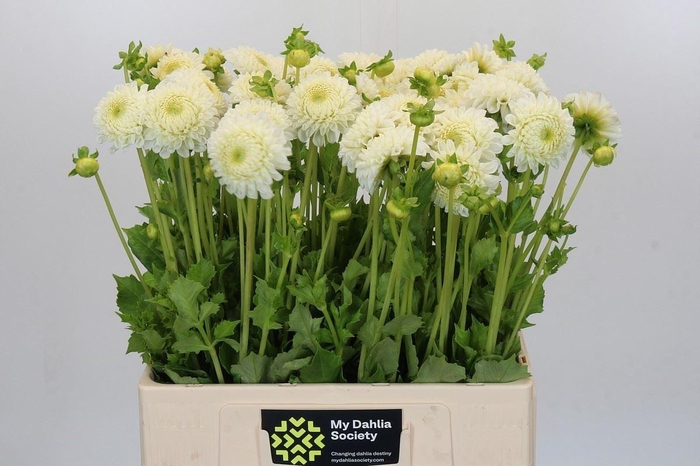 <h4>DAHLIA  'REYCROFT JAN'</h4>
