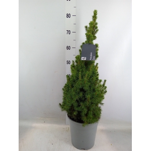 Picea glauca 'Conica'