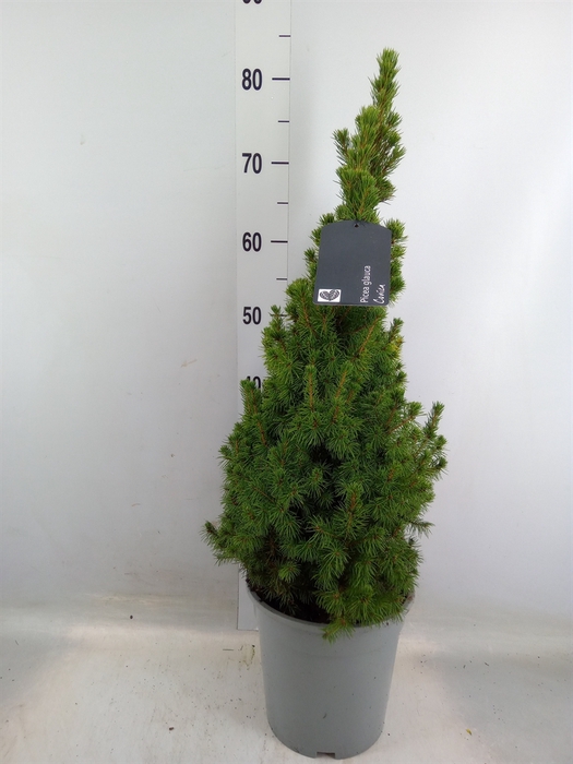 <h4>Picea glauca 'Conica'</h4>