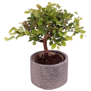 Bonsai Indoor Mix Ø 9cm Ball Shape in Ø11cm Ceramic NT566