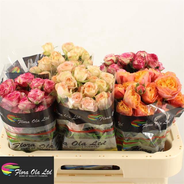 <h4>R Tr Mix X25 Flora Ola</h4>