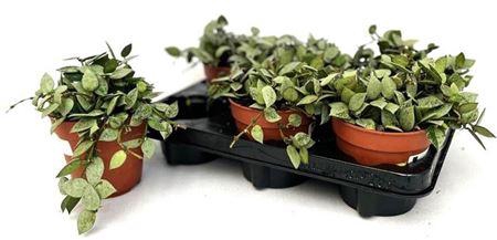 <h4>Hoya Kr Eskimo</h4>