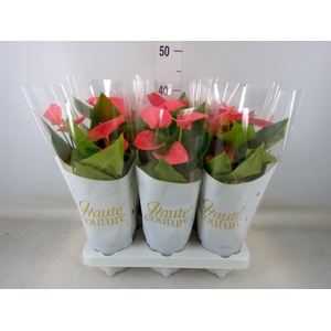 Anthurium andr. 'Sweet Dream'