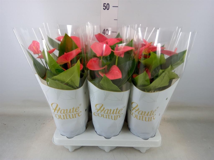 <h4>Anthurium andr. 'Sweet Dream'</h4>
