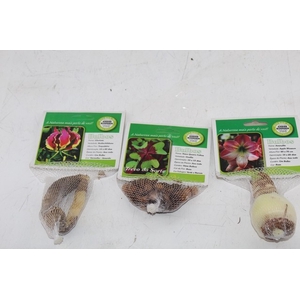 BULBOS DE FLORES NATURAIS