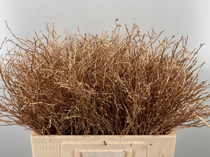 <h4>VACC KLB H%</h4>