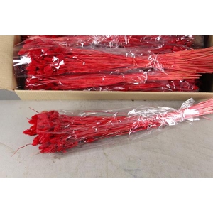 Df Phalaris Bs Red 100g