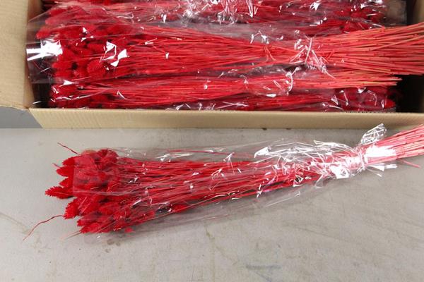 Df Phalaris Bs Red 100g