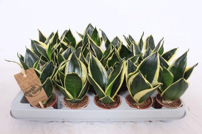 <h4>Sansevieria Golden Hahnii Black</h4>