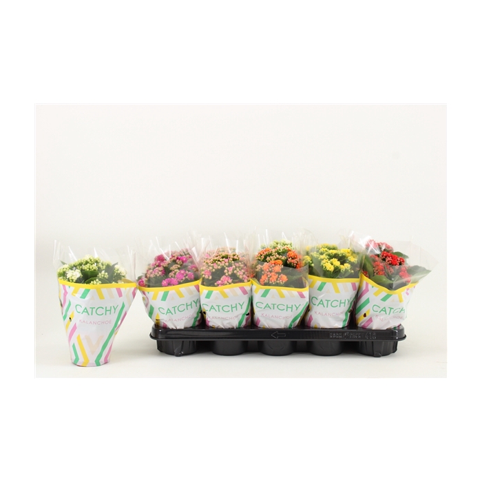 <h4>Kalanchoe Double, Catchy Season Mix</h4>