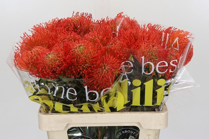 <h4>Nutans Succession</h4>