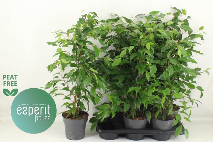 <h4>FIC BE DANITA</h4>