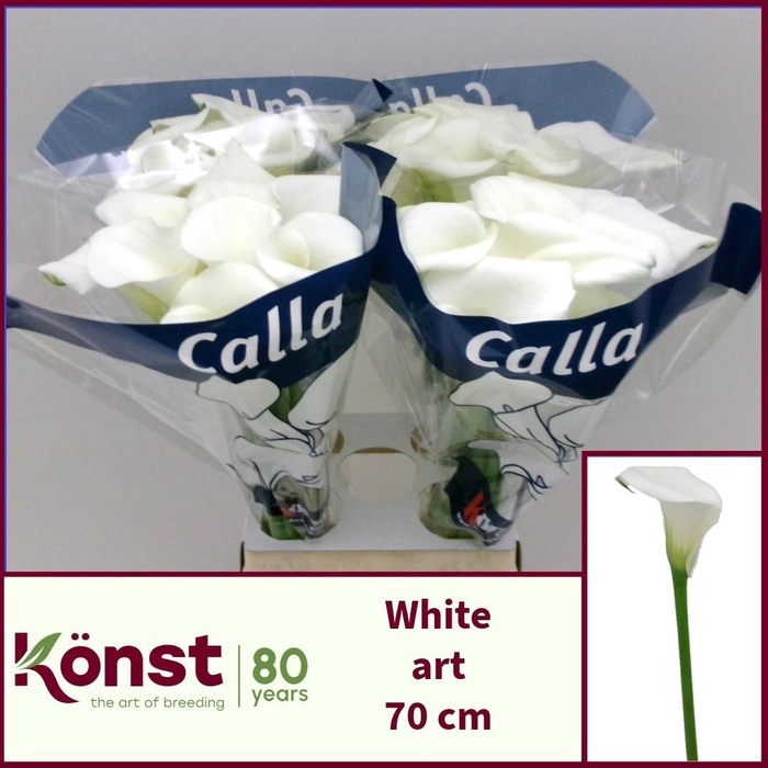 <h4>ZANT WHITE ART</h4>