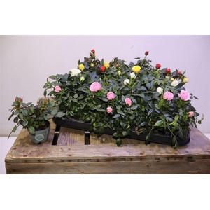 arr8 Ro Kordana Gem 4 Srt