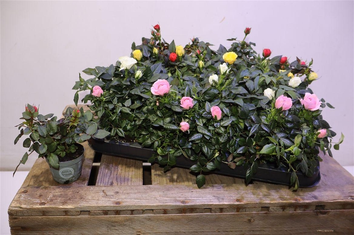 <h4>arr8 Ro Kordana Gem 4 Srt</h4>