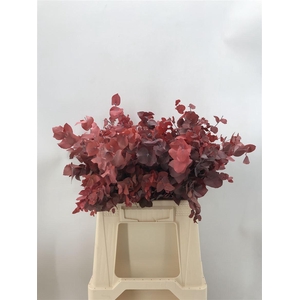 STAB STUART RED K MATT