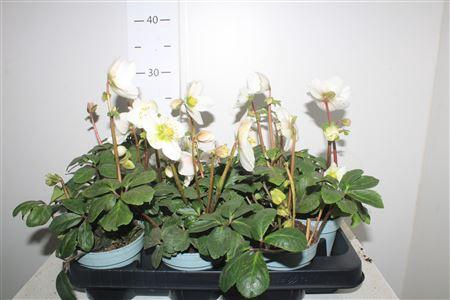 <h4>Hell Ni Chr Carol</h4>