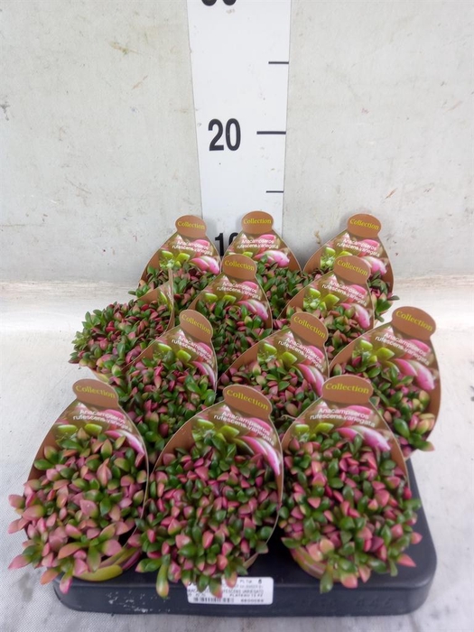 <h4>Succulents   ...</h4>