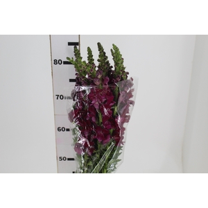BOCA DE LEAO VINHO 070 CM