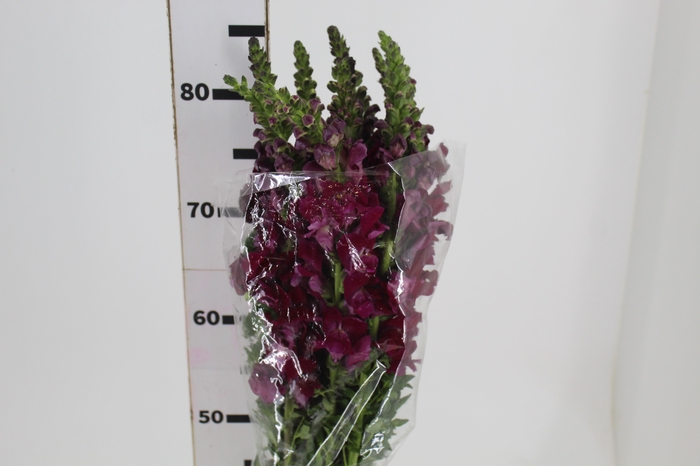 <h4>BOCA DE LEAO VINHO 070 CM</h4>