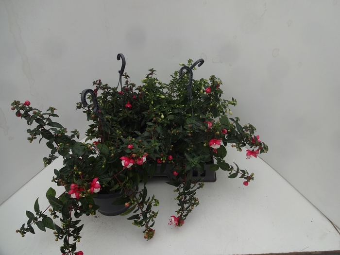 <h4>FUCHSIA GEM</h4>