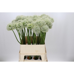 Allium Mount Everest