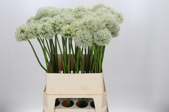Allium Mount Everest