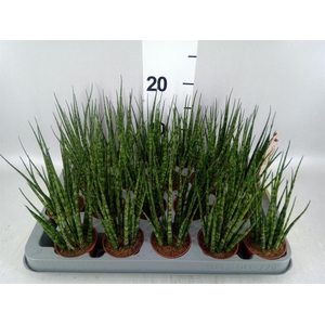 Sansevieria  'Fernwood'