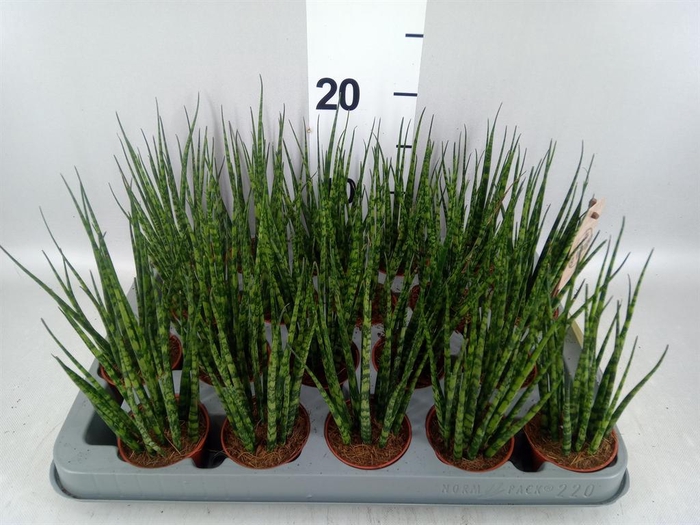 <h4>Sansevieria  'Fernwood'</h4>