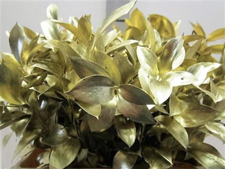 <h4>Ruscus G Goud</h4>