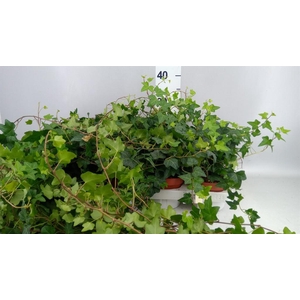 Hedera   ...green leafed