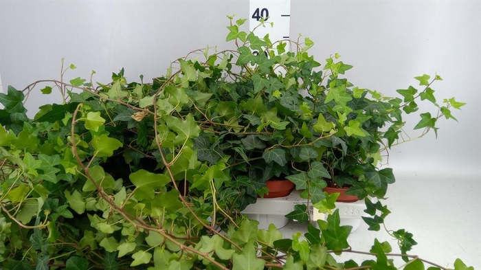 <h4>Hedera   ...green leafed</h4>