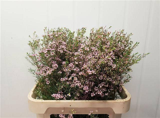 <h4>CHAME UN EARLY NIR</h4>