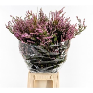 ERICA OVERIG ERICA PINK (PER BUNCH)