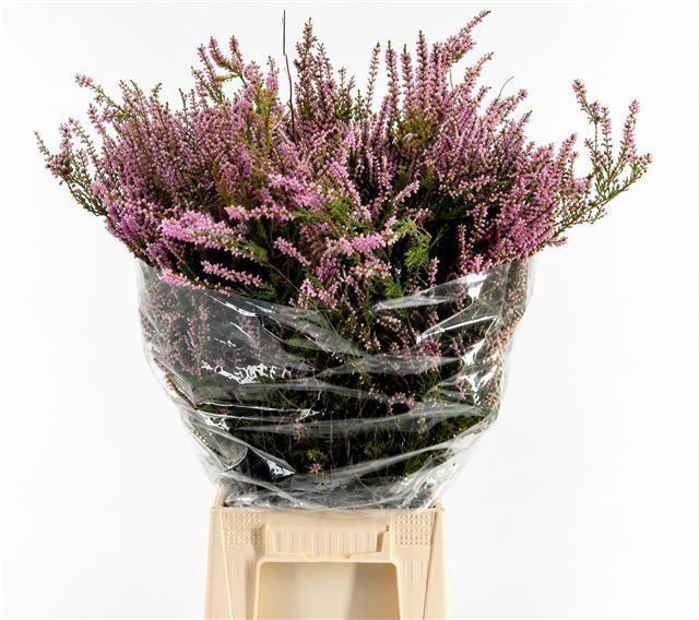 <h4>ERICA OVERIG ERICA PINK (PER BUNCH)</h4>