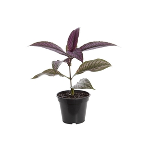 STROBILANTHES DYERIANA P15