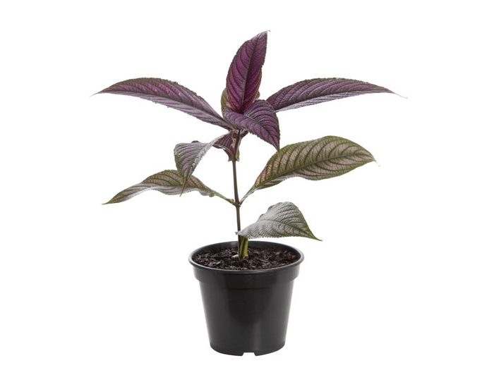 <h4>STROBILANTHES DYERIANA P15</h4>