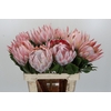 Protea Cynaroides